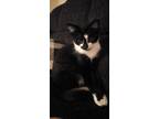 Adopt Akemi a Black & White or Tuxedo Domestic Mediumhair / Mixed cat in Bolton