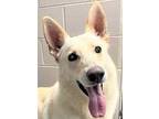 Adopt Phantom a White German Shepherd Dog / Mixed dog in Batavia, OH (33669712)