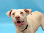 Adopt Brody a White Labrador Retriever / Mixed dog in Golden Valley