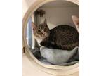 Adopt *CATPHRODITE a Gray, Blue or Silver Tabby Domestic Shorthair / Mixed