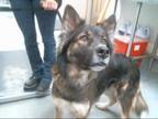 Adopt ALICE a Tricolor (Tan/Brown & Black & White) German Shepherd Dog /