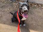 Adopt LYLA a Black - with White American Pit Bull Terrier / Mixed dog in