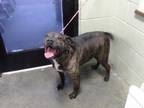 Adopt SLEVEN a Brindle - with White American Pit Bull Terrier / Mixed dog in