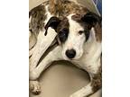 Adopt *MOSEY a Brindle - with White Pointer / Mixed dog in Austin, TX (33653987)
