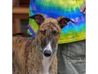 Adopt Turbo a Brindle Greyhound / Mixed dog in Coon Rapids, MN (33669730)