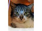 Adopt *PEANUT a Brown Tabby Domestic Shorthair / Mixed (short coat) cat in