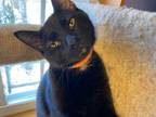 Adopt Joe a Black (Mostly) Domestic Shorthair (short coat) cat in Philadelphia