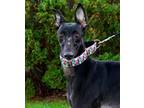 Adopt Rose a Black Greyhound / Mixed dog in Coon Rapids, MN (33669721)