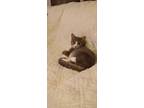 Adopt Emily a Gray or Blue Domestic Shorthair / Domestic Shorthair / Mixed