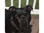 Adopt Cayman a Black American Pit Bull Terrier / Labrador Retriever / Mixed dog