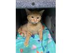 Adopt CAMERON a Orange or Red Tabby Domestic Shorthair / Mixed (short coat) cat