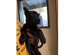 Adopt a Black Belgian Malinois / Mixed dog in Upland, CA (33669758)