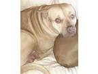 Adopt ELVIS a White - with Tan, Yellow or Fawn American Pit Bull Terrier / Mixed