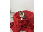 Adopt Golden Girl a White Domestic Shorthair / Domestic Shorthair / Mixed cat in