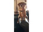 Adopt Cody a Red/Golden/Orange/Chestnut Mixed Breed (Small) / Mixed dog in