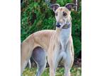 Adopt Beauty a Tan/Yellow/Fawn Greyhound / Mixed dog in Coon Rapids