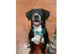 Adopt Nola a Black - with White Labrador Retriever / Mixed dog in Tioga