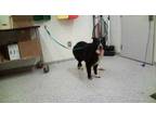 Adopt Ollie a Black Shepherd (Unknown Type) / Australian Cattle Dog / Mixed dog