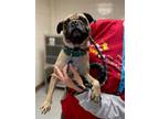Adopt Dr. Talia a Tan/Yellow/Fawn Pug / Mixed dog in Evans, CO (33669579)