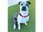 Adopt MAVERICK a Black American Staffordshire Terrier / Mixed dog in Fort