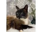 Adopt Toots a Brown or Chocolate Snowshoe / Domestic Shorthair / Mixed cat in