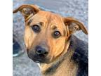 Adopt Cleo a Shepherd (Unknown Type) / Hound (Unknown Type) / Mixed dog in