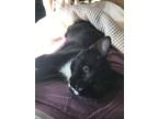 Adopt TJ W Jarvis a Black & White or Tuxedo Manx (short coat) cat in Denver