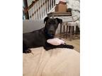 Adopt Piper Collins a Black Labrador Retriever / Mixed Breed (Medium) / Mixed