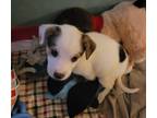 Adopt Pal a White - with Black Terrier (Unknown Type, Small) / Australian