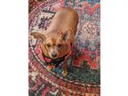 Adopt Sarah a Brown/Chocolate Miniature Pinscher / Mixed dog in appling