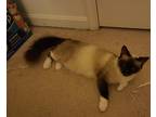 Adopt Cammie a Cream or Ivory (Mostly) Himalayan (medium coat) cat in