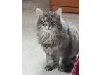 Adopt Gray Cat a Domestic Longhair / Mixed (short coat) cat in Brigham