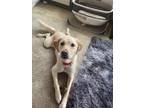 Adopt Shiloh a Tan/Yellow/Fawn Labrador Retriever / Golden Retriever / Mixed dog
