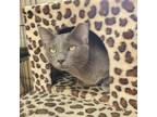 Adopt Stormy a Domestic Shorthair / Mixed (short coat) cat in Newnan