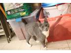 Adopt Stormy a Domestic Shorthair / Mixed (short coat) cat in Coshocton