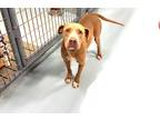 Adopt AnnaBella a Gray/Blue/Silver/Salt & Pepper Pit Bull Terrier / Mixed dog in