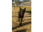 Adopt remington a Mixed Breed (Medium) / Mixed dog in Ocala, FL (33669077)