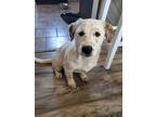 Adopt Speck a St. Bernard / Staffordshire Bull Terrier dog in Oklahoma City