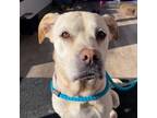 Adopt Penelope a Labrador Retriever / Mixed dog in SHELBY TOWNSHIP