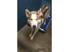 Adopt Champ a Gray/Silver/Salt & Pepper - with White Husky / Mixed dog in