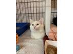 Adopt Akari a White Domestic Mediumhair / Mixed cat in Bolton, CT (33668186)
