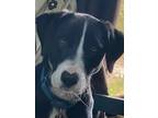 Adopt Shandi a Labrador Retriever dog in Littleton, CO (33668571)