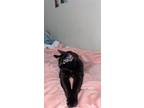 Adopt Binx a Black (Mostly) American Shorthair / Mixed (medium coat) cat in