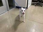 Adopt 49422428 a White Jack Russell Terrier / Mixed dog in Fort Worth