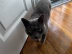 Adopt Grey a Gray or Blue American Shorthair / Mixed (short coat) cat in