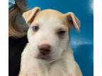 Adopt DOC a Tan/Yellow/Fawn - with White American Pit Bull Terrier / Mixed dog
