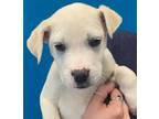 Adopt WYATT a Tan/Yellow/Fawn - with White American Pit Bull Terrier / Mixed dog