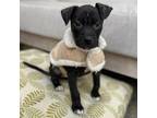 Adopt Mary Jane a Black American Staffordshire Terrier / Labrador Retriever /