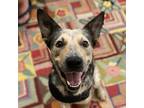 Adopt Luca a Australian Cattle Dog / Mixed dog in Austin, TX (33668833)