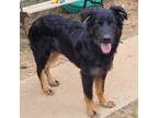 Adopt Kramer a Black Australian Shepherd / Mixed dog in Huntsville